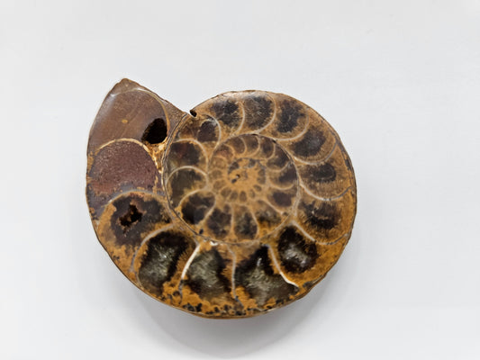 Ammonite