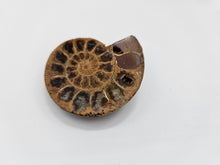 Charger l'image dans la galerie, Ammonite