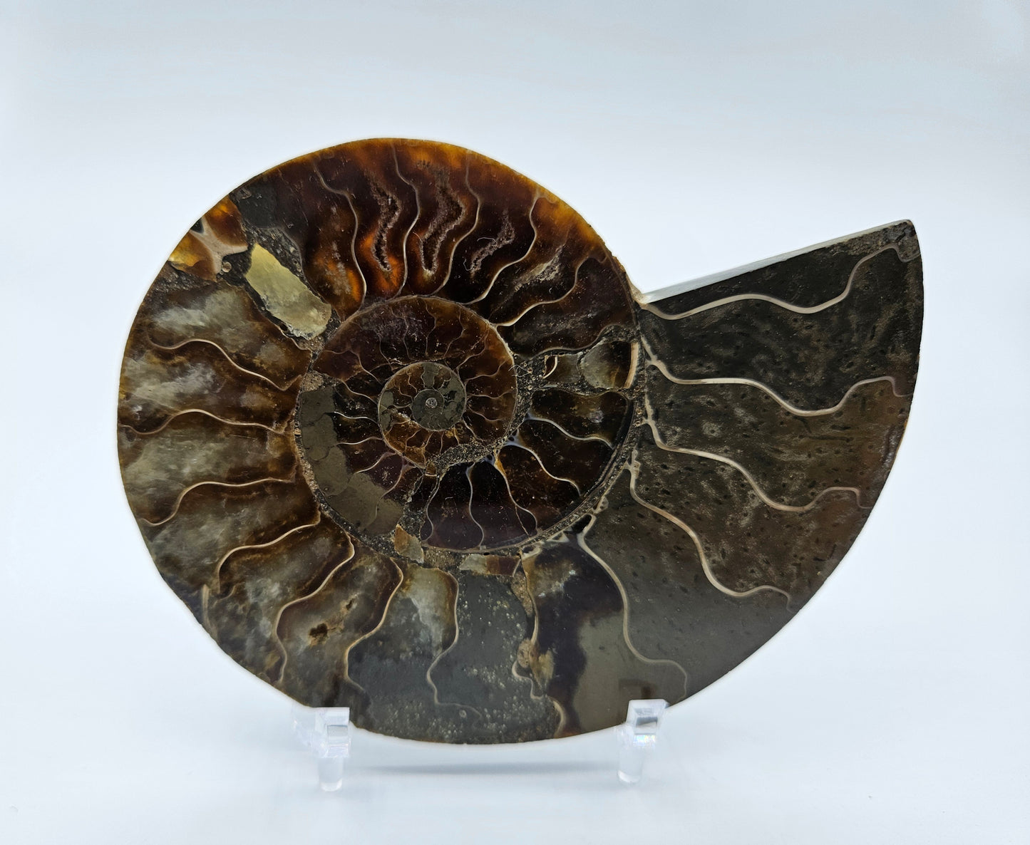 Ammonite