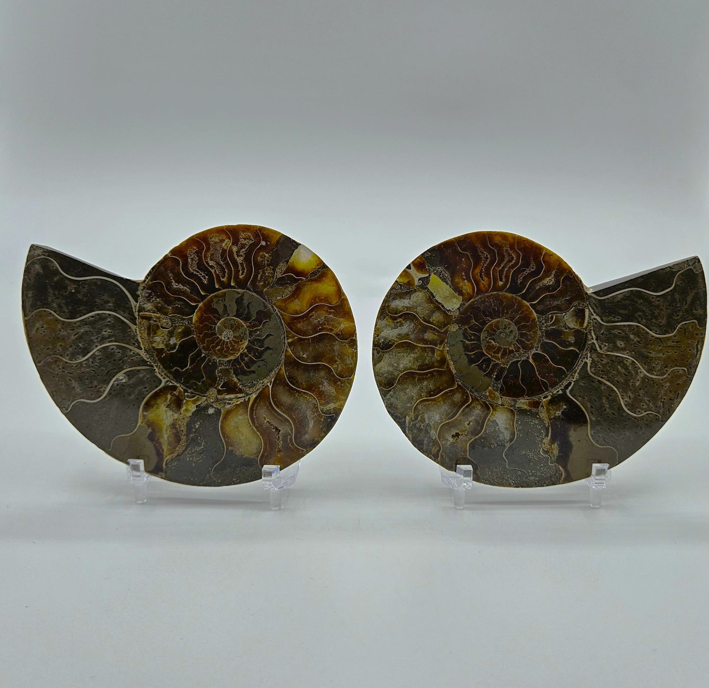 Ammonite