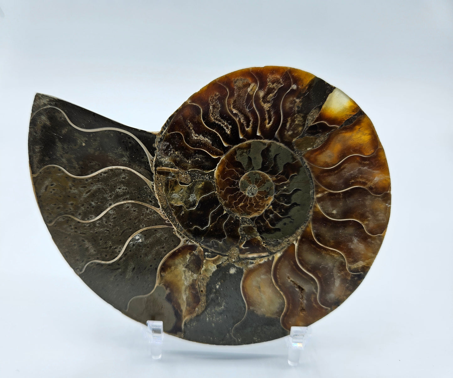 Ammonite