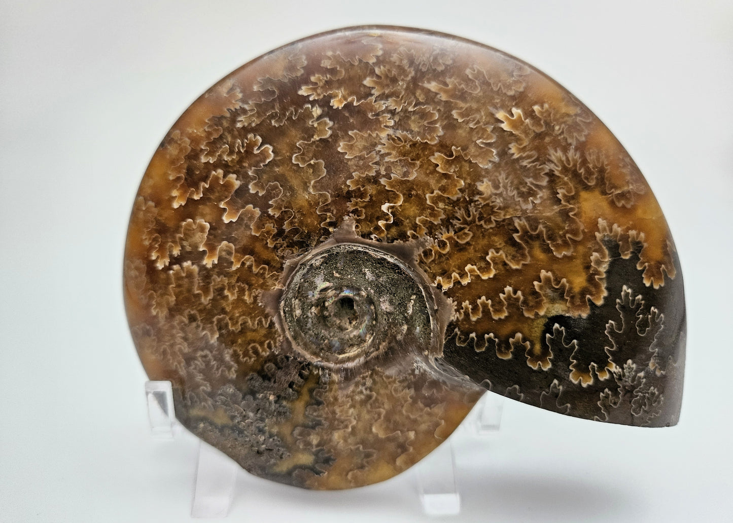 Ammonite