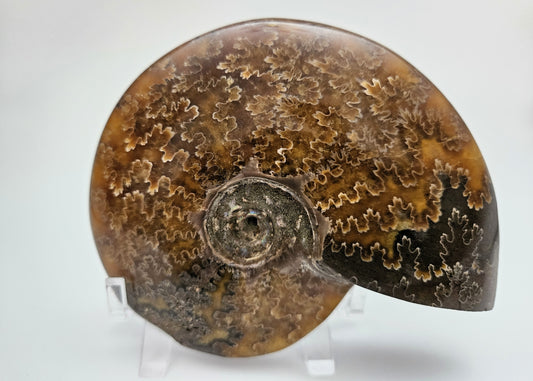 Ammonite