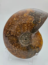 Charger l'image dans la galerie, Ammonite