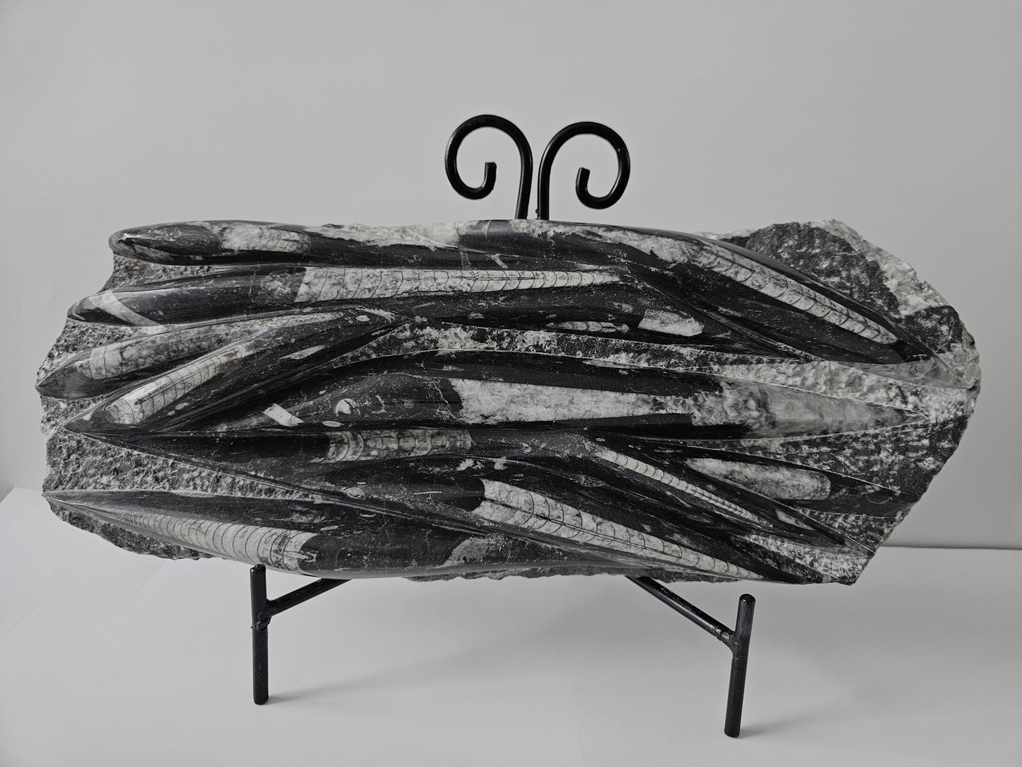 Plaques d'Orthoceras