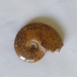 Ammonite