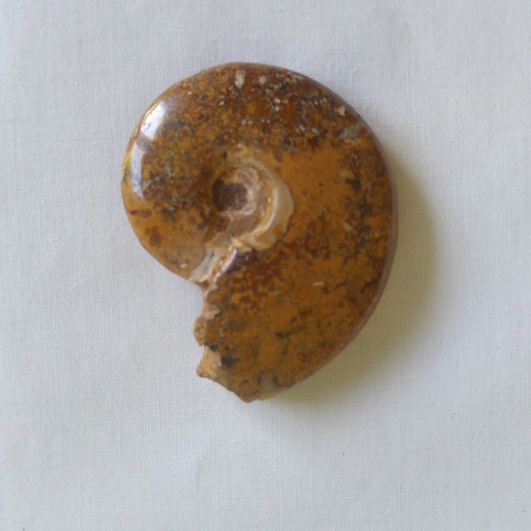 Ammonite