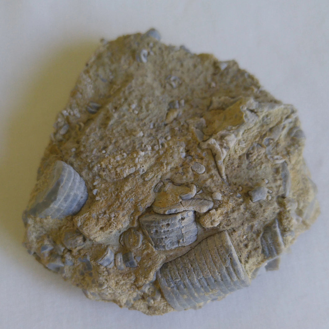 Crinoides