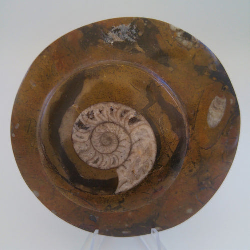 Ammonite sur marbre fossile