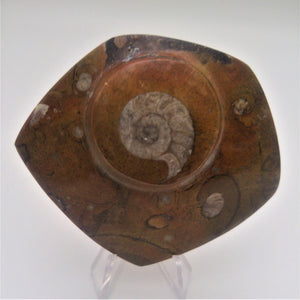 Ammonite sur marbre