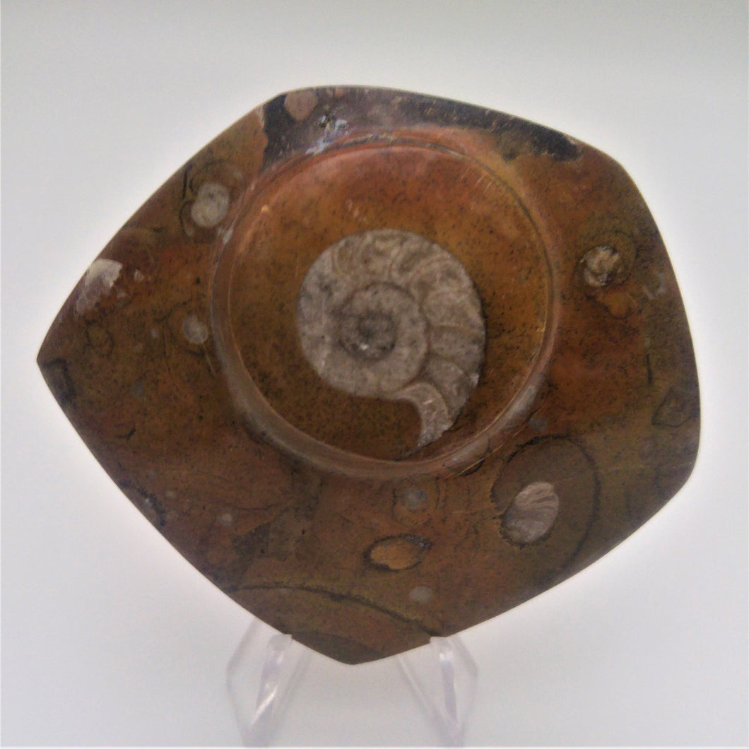 Ammonite sur marbre