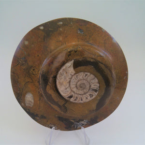 Ammonite sur marbre fossile