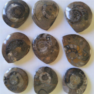 Ammonite polie coupée