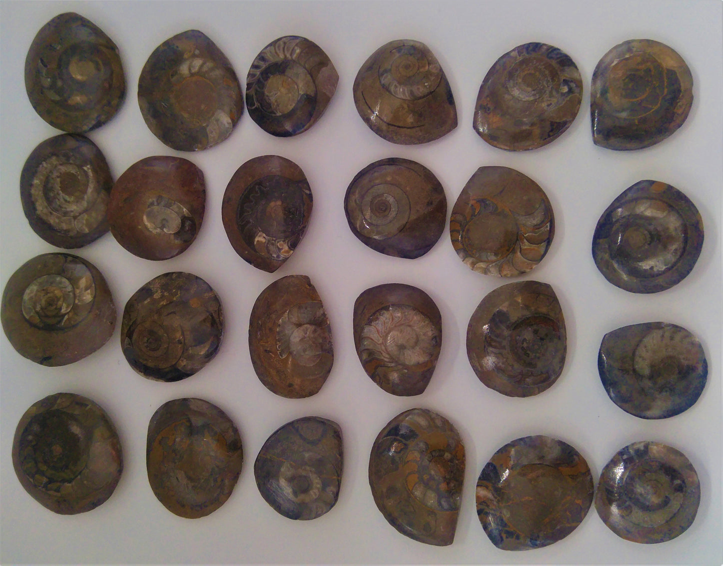 Ammonite polie coupée