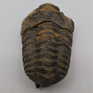 Trilobite