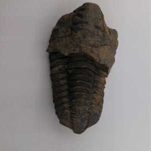 Trilobite