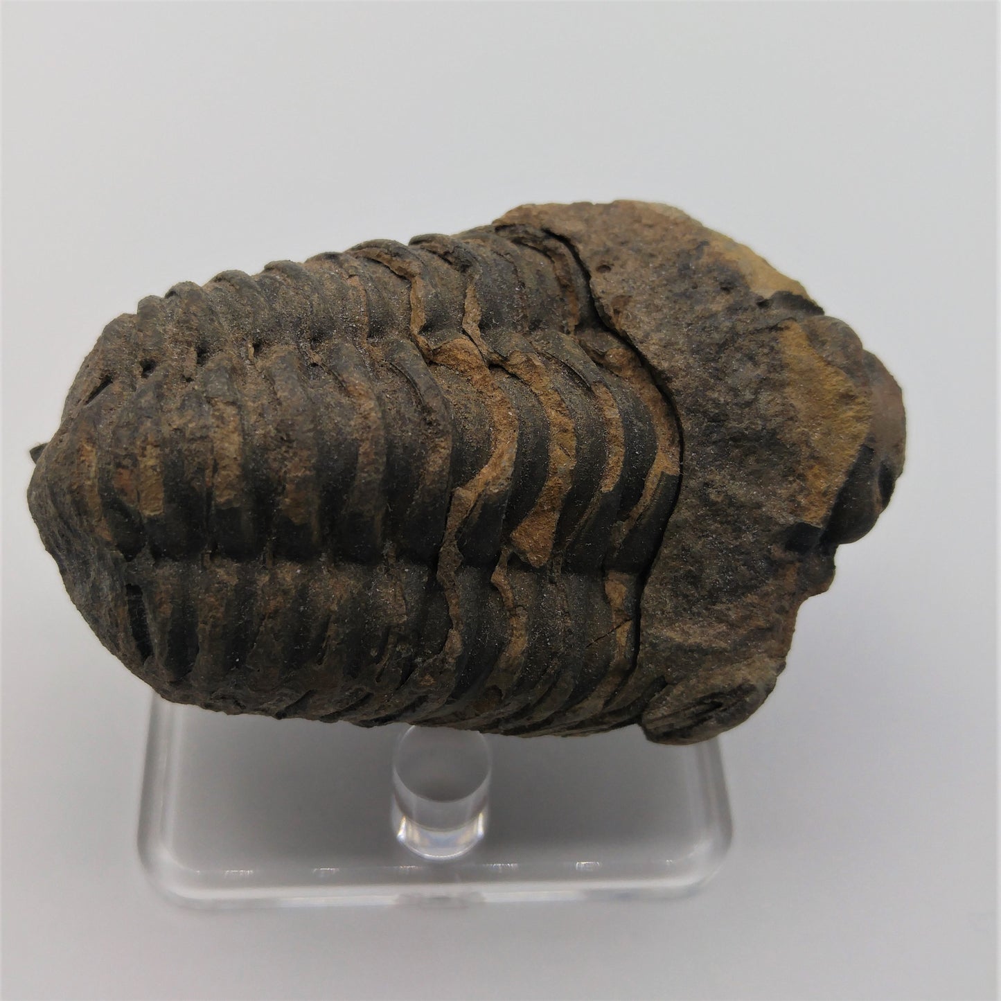 Trilobite