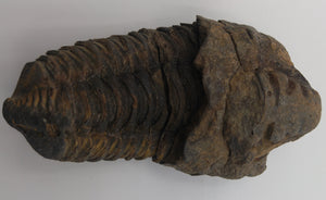 Trilobite