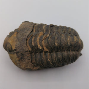 Trilobite