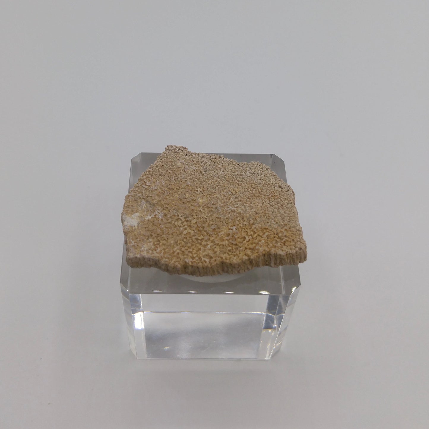 Coquille fossilisé d'un œuf de dinosaure