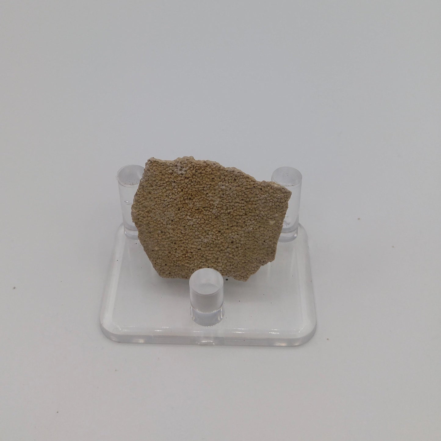 Coquille fossilisé d'un œuf de dinosaure