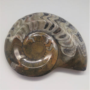 Goniatite Nautilus