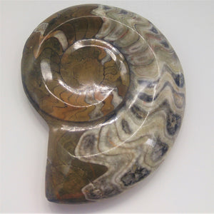 Goniatite Nautilus