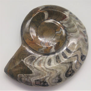 Goniatite Nautilus